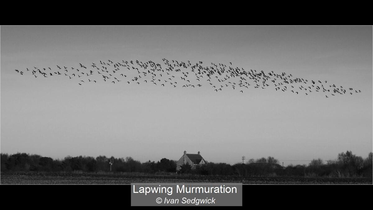 Lapwing Murmuration